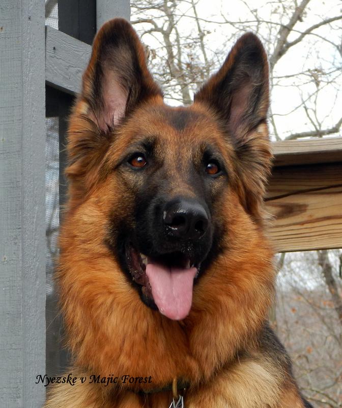 Long Coat German Shepherd Breeders Majic Forest Shepherds